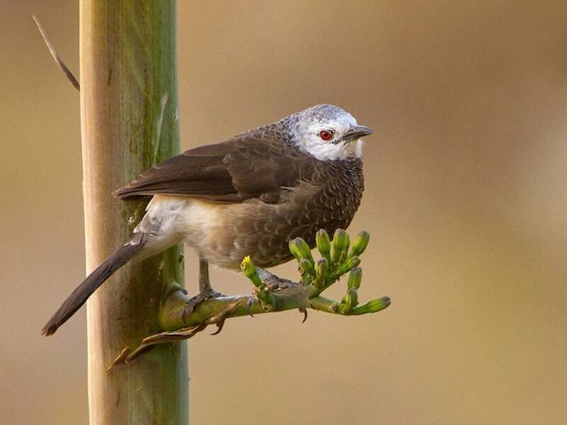 Garrulo codabianca