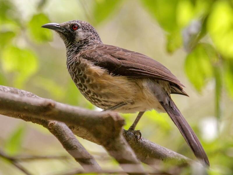 White-rumped Babbler, Photos 2