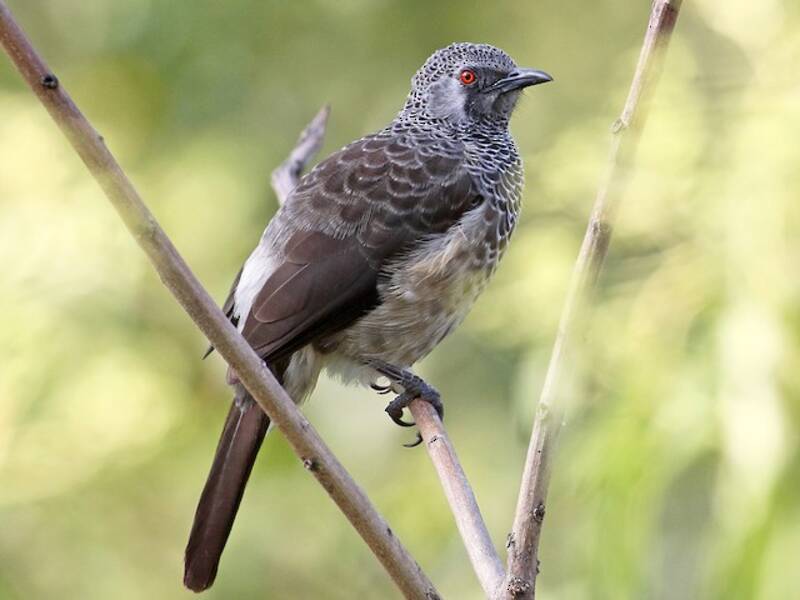 White-rumped Babbler, Photos 4
