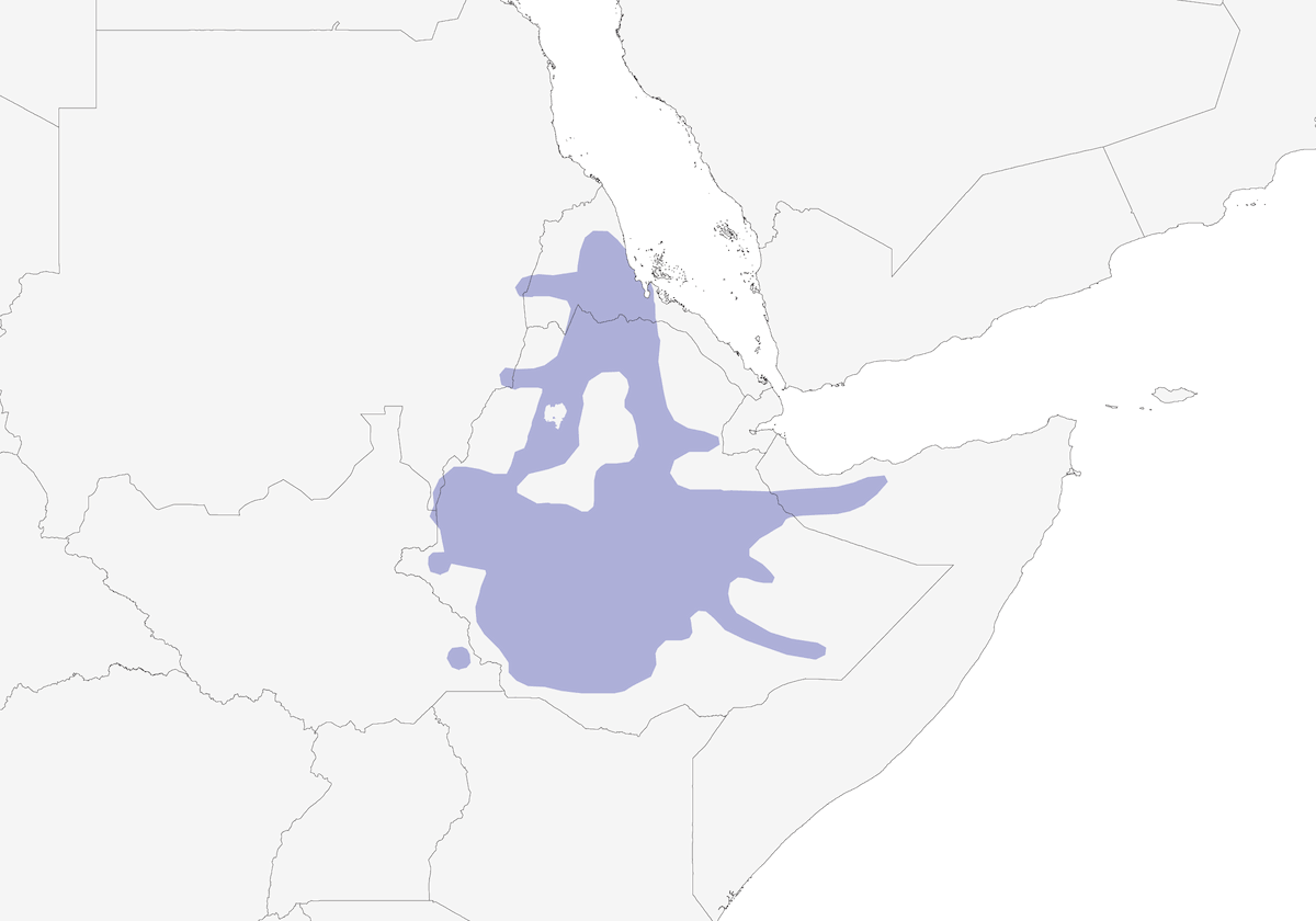 White-rumped Babbler, Distribution 1