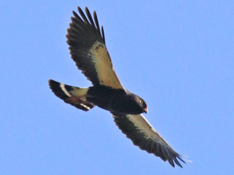 White-rumped Hawk