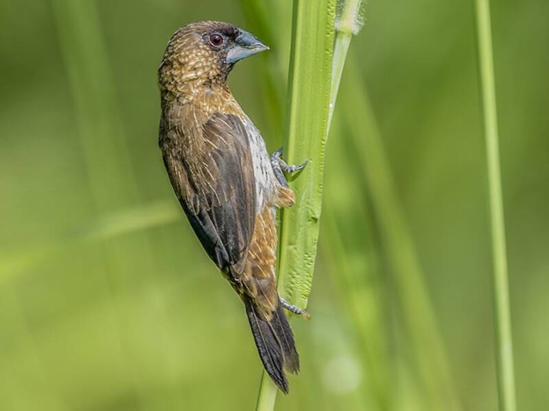 White-rumped Munia