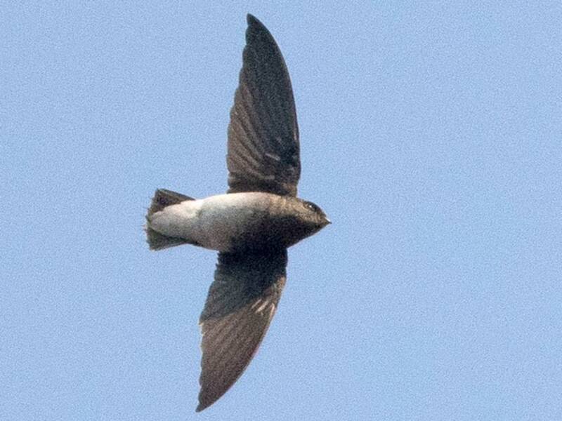 White-rumped Spinetail