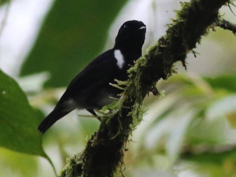 White-rumped Robin