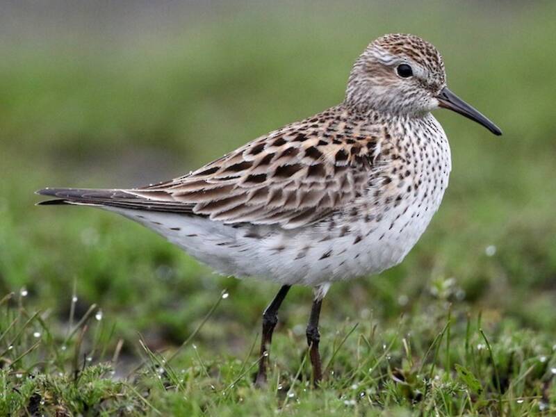 White-rumped Sandpiper (Calidris fuscicollis)