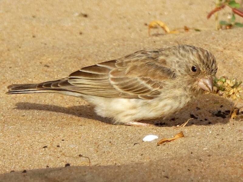White-rumped Seedeater, 照片 4