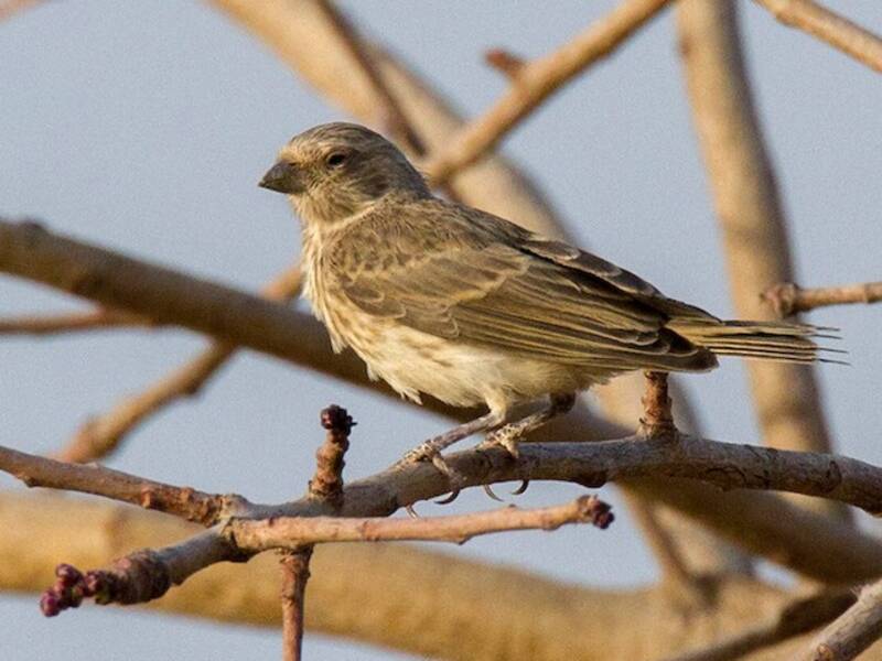 White-rumped Seedeater, 照片 3