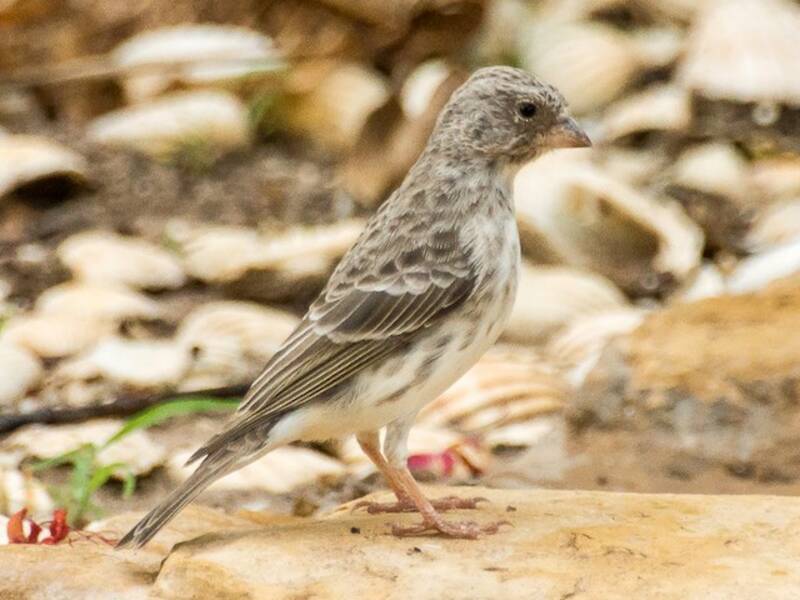 White-rumped Seedeater, 照片 2