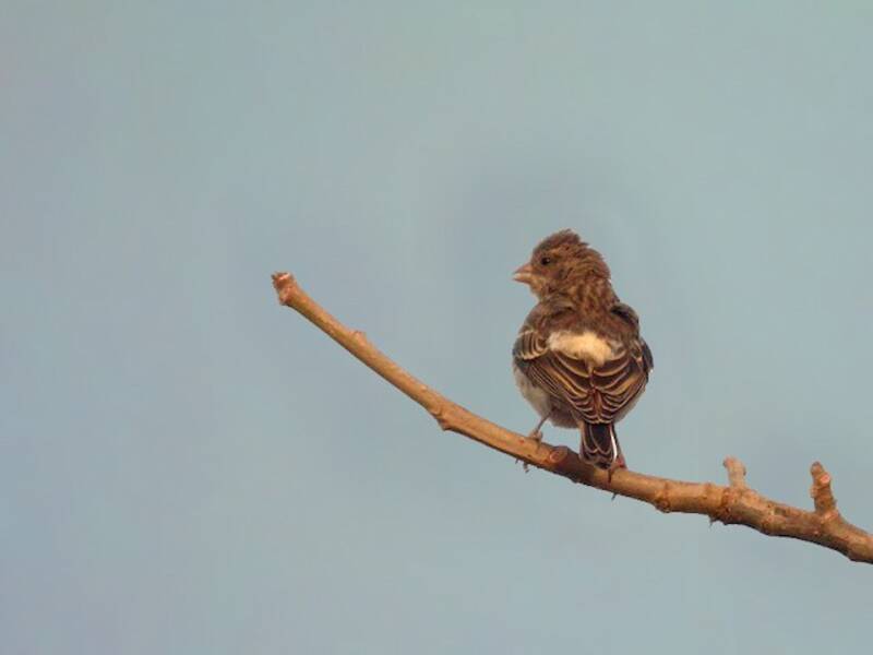 White-rumped Seedeater