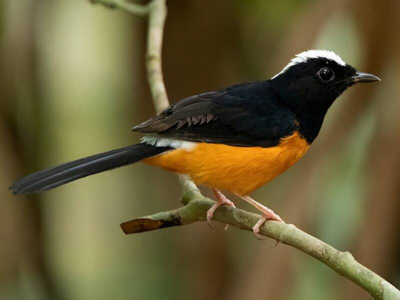 White-crowned Shama, Photos 3