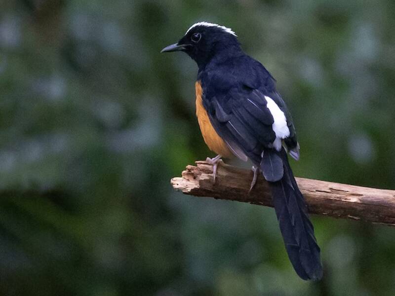 White-crowned Shama, Photos 4