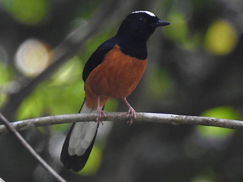White-crowned Shama, Photos 2