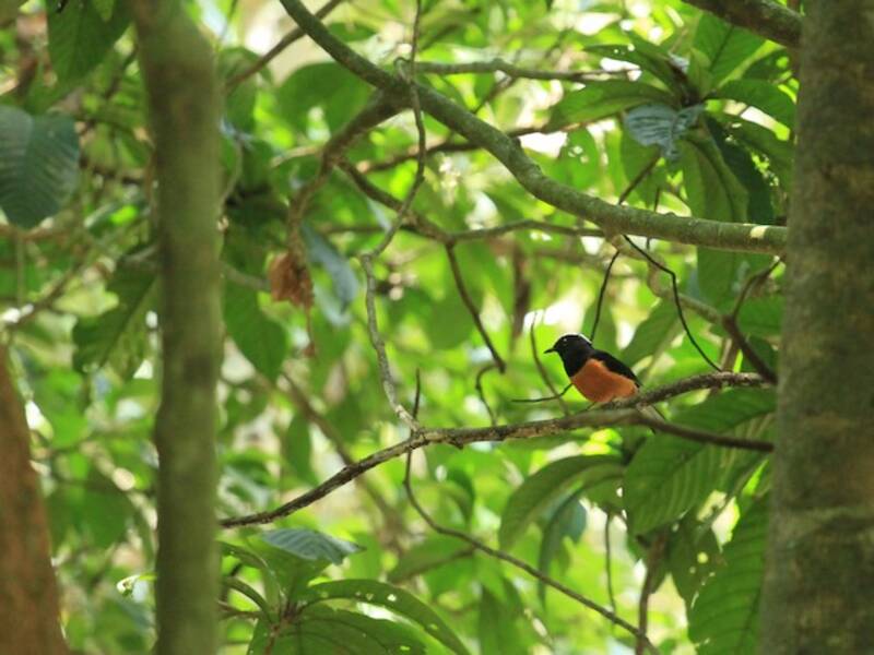 Shama coronabianca