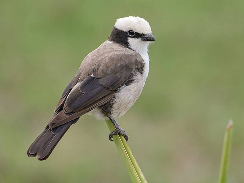 White-rumped Shrike, Photos 2