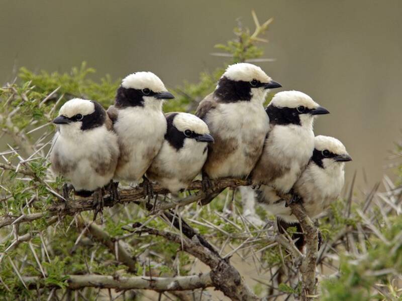 White-rumped Shrike, Photos 3