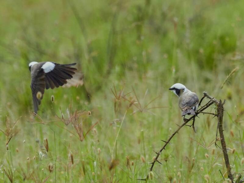 White-rumped Shrike
