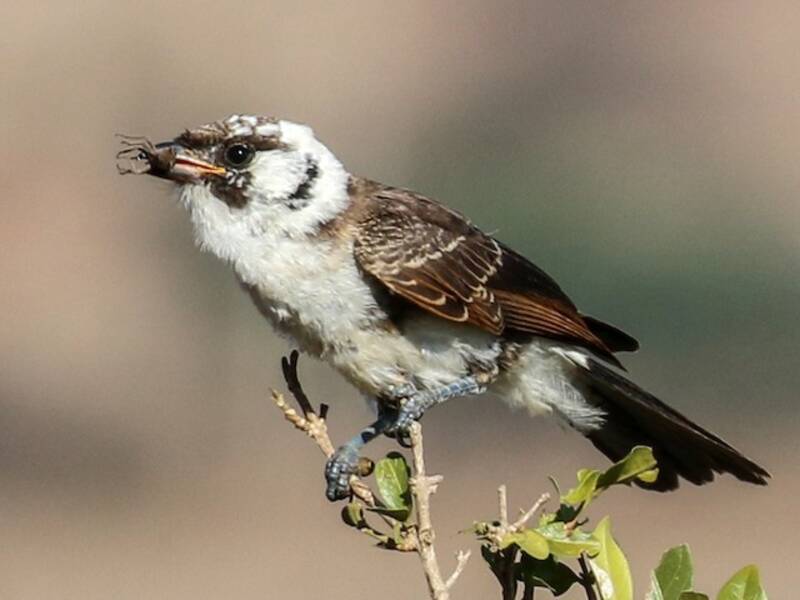 White-rumped Shrike, Photos 4