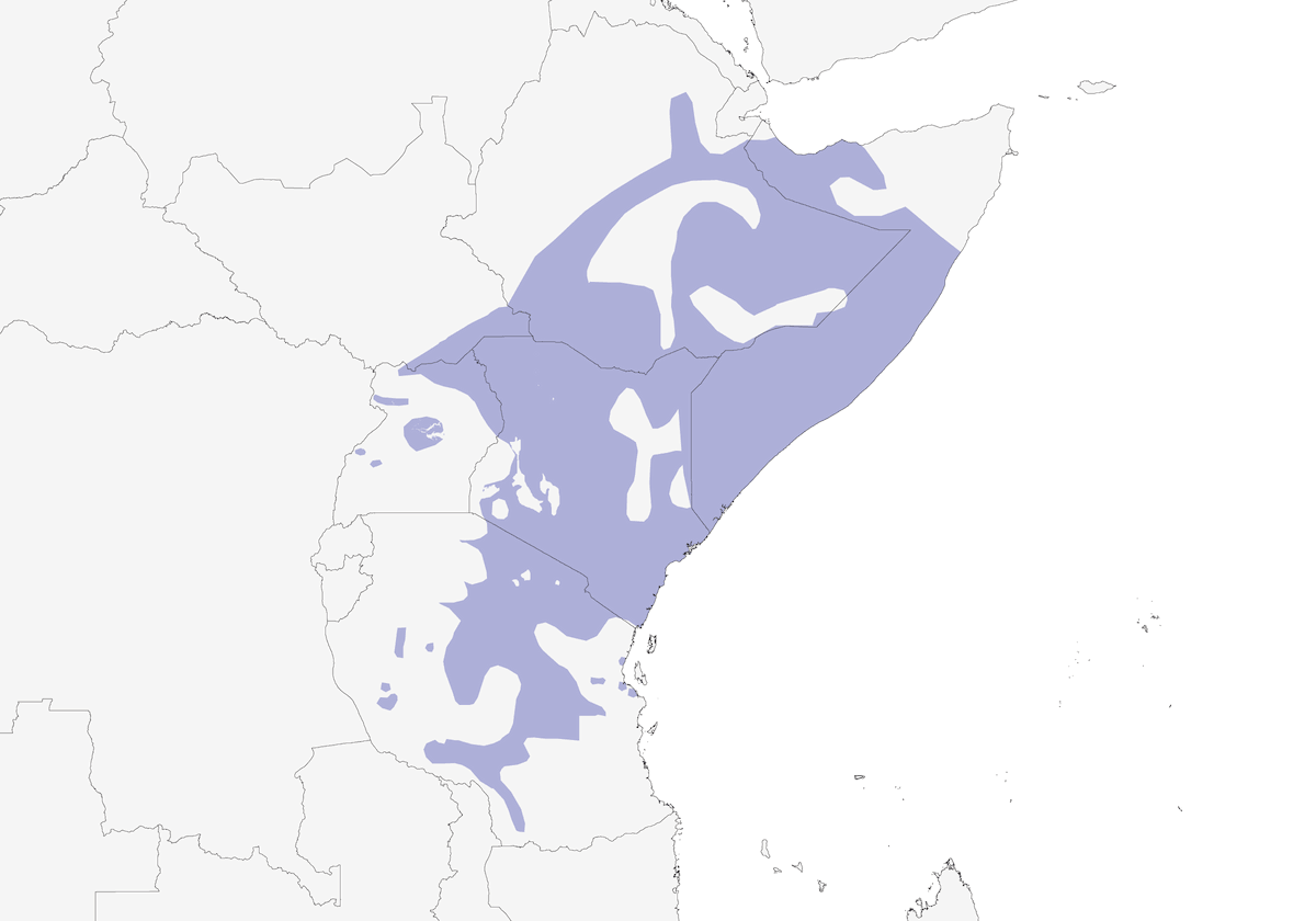 White-rumped Shrike, Distribution 1