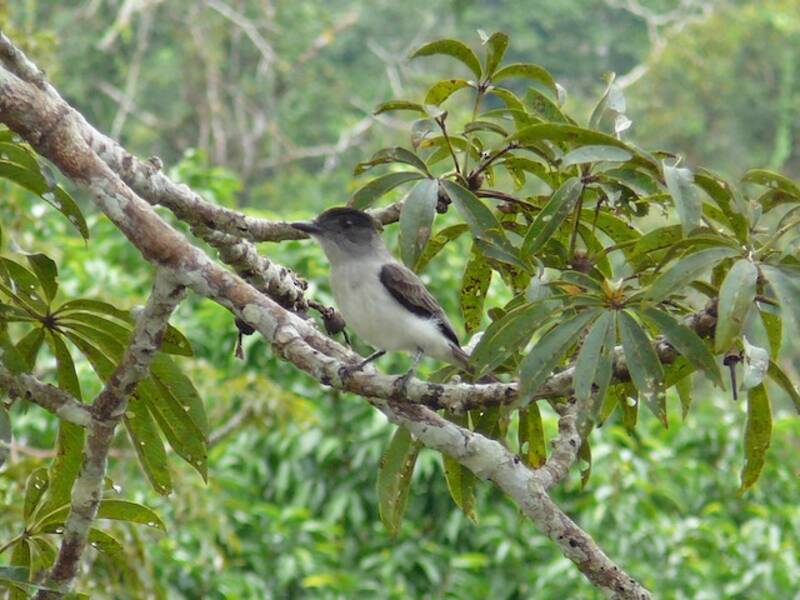 White-rumped Sirystes
