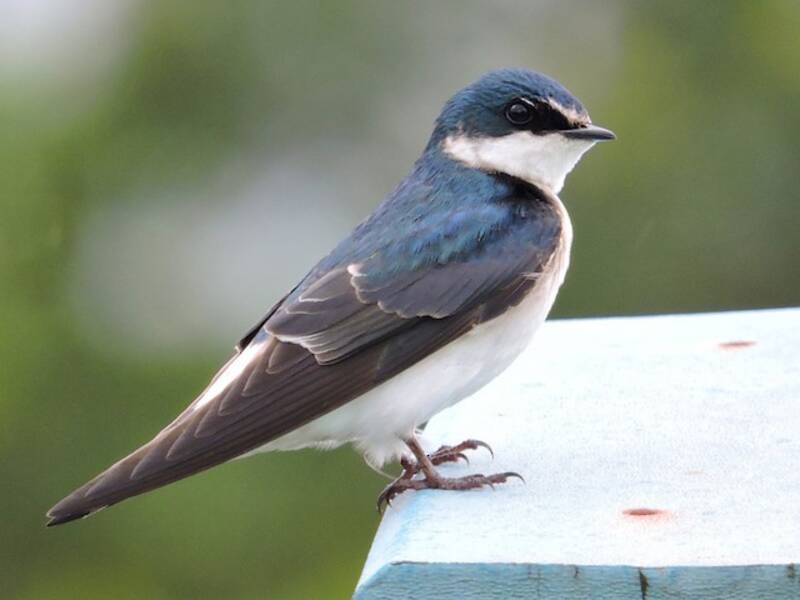 White-rumped Swallow, Photos 2