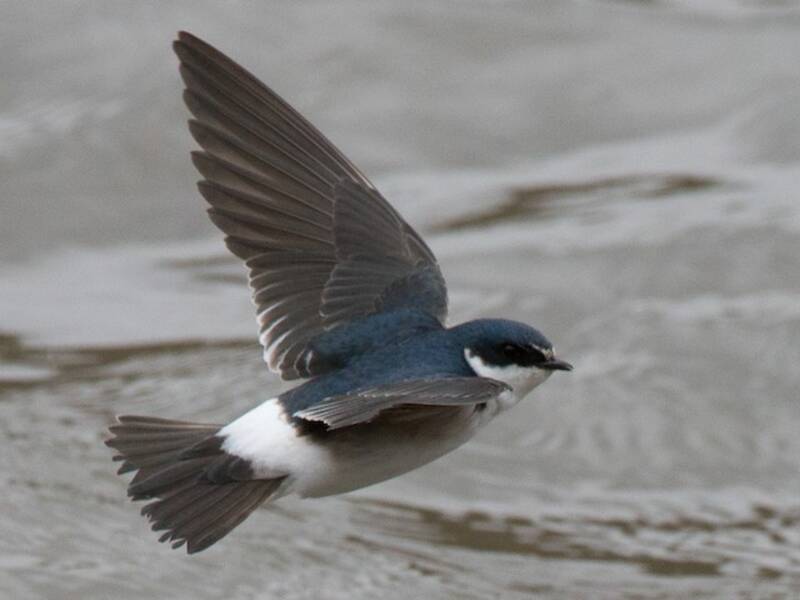 White-rumped Swallow