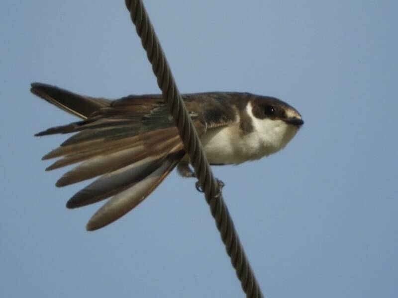 White-rumped Swallow, Photos 3