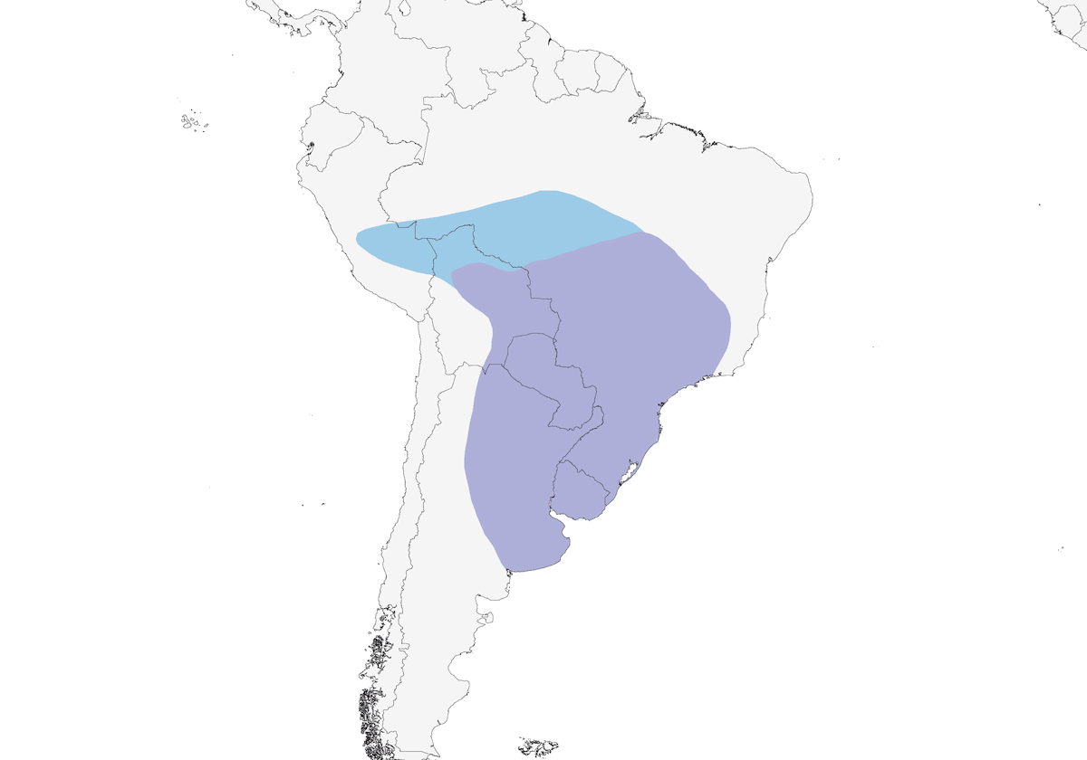 White-rumped Swallow, Distribution 1