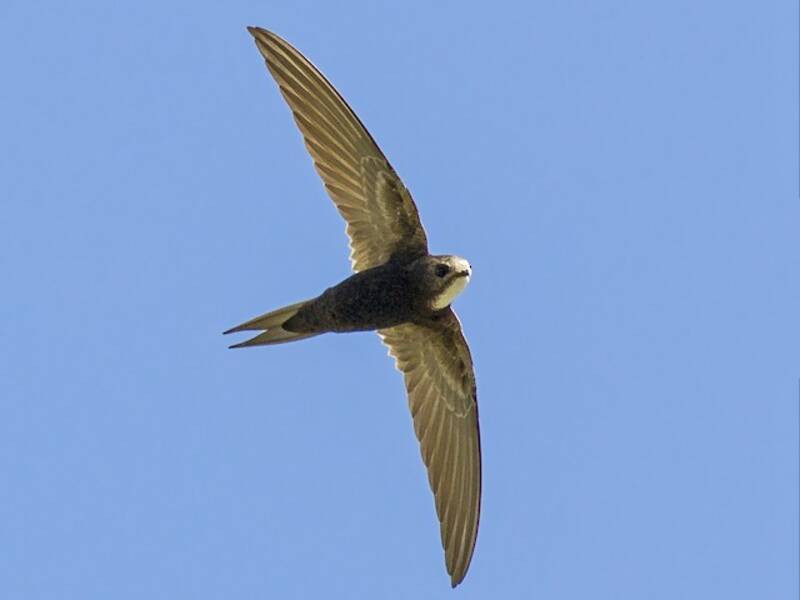 White-rumped Swift, Photos 3