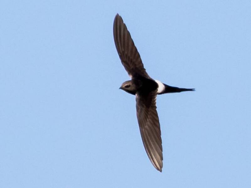 White-rumped Swift, Photos 2