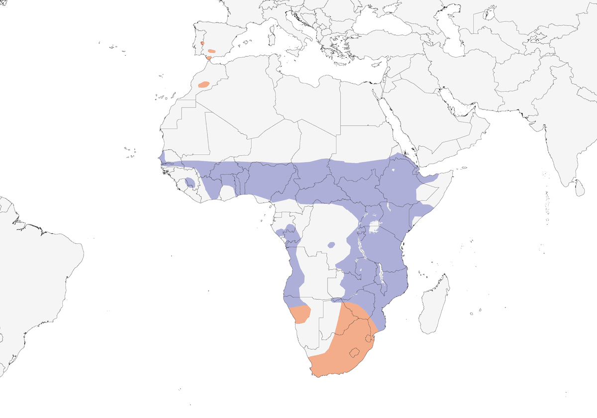 White-rumped Swift, Distribution 1