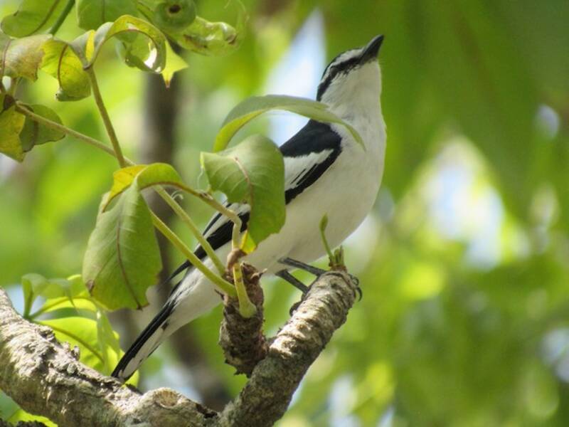 Échenilleur à croupion blanc, Photos 3