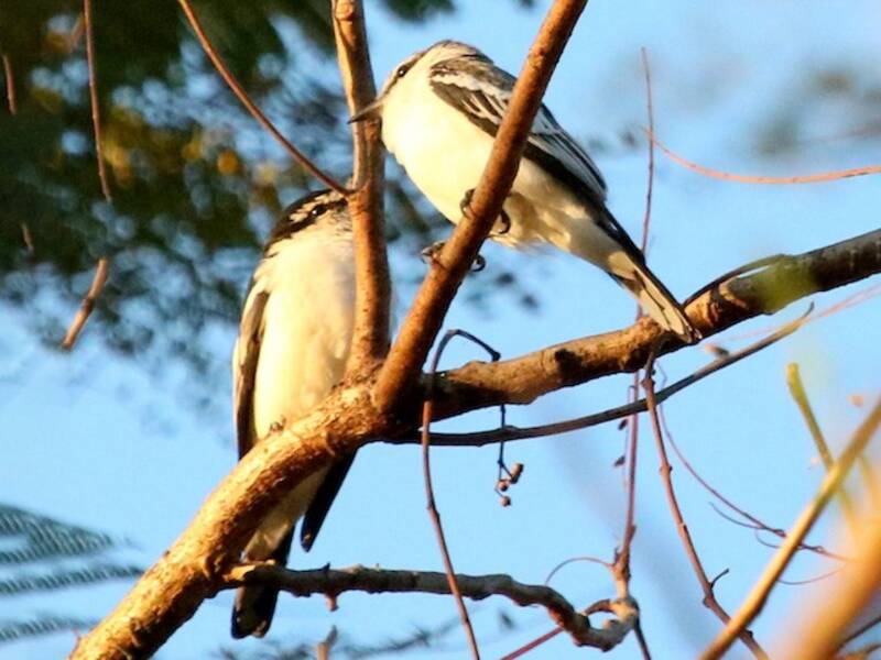 Échenilleur à croupion blanc