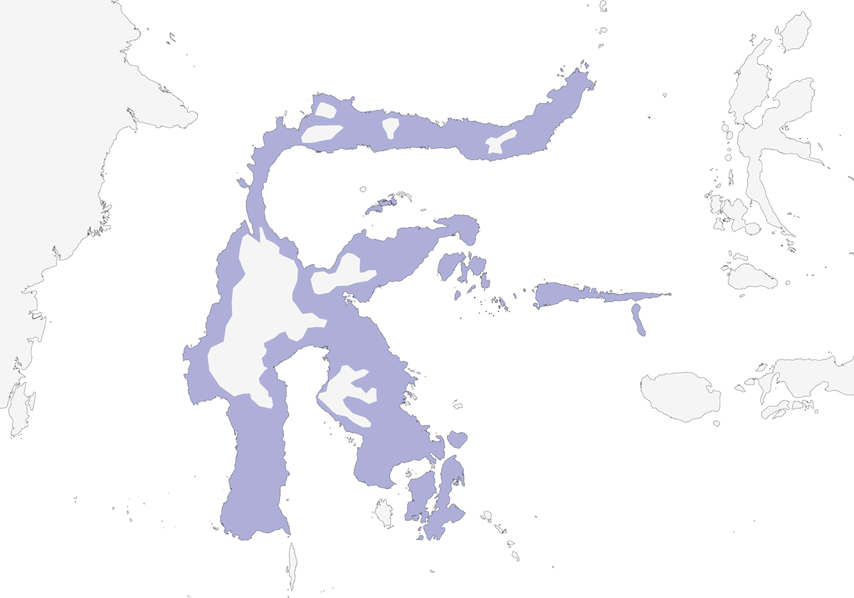 Échenilleur à croupion blanc, Distribution 1