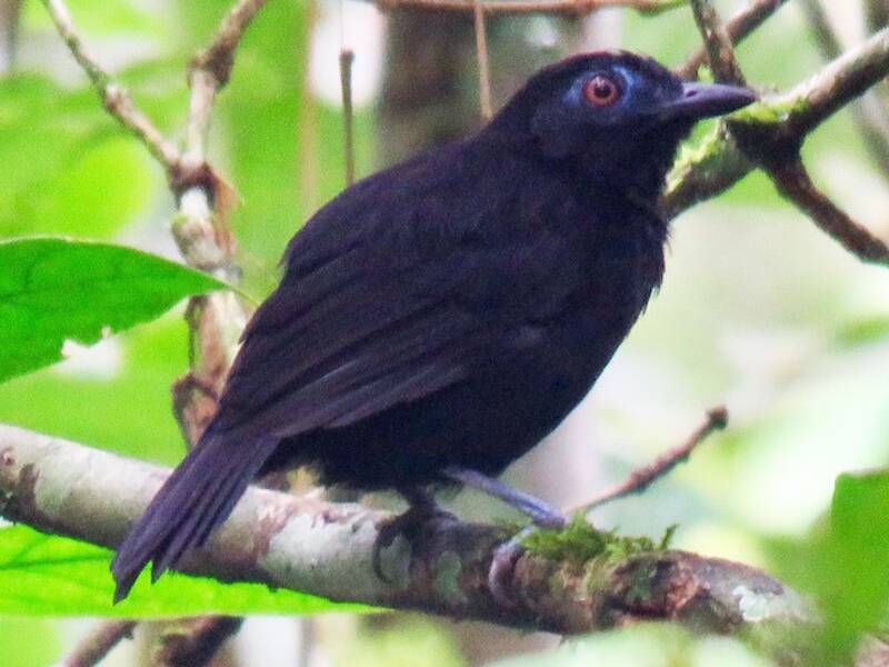 Weißschulter-Ameisenvogel, Fotos 3