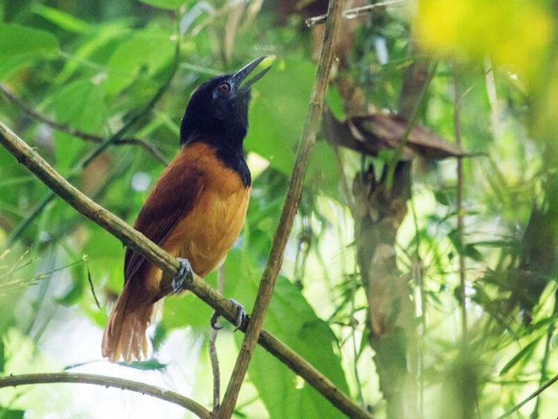 Weißschulter-Ameisenvogel, Fotos 2