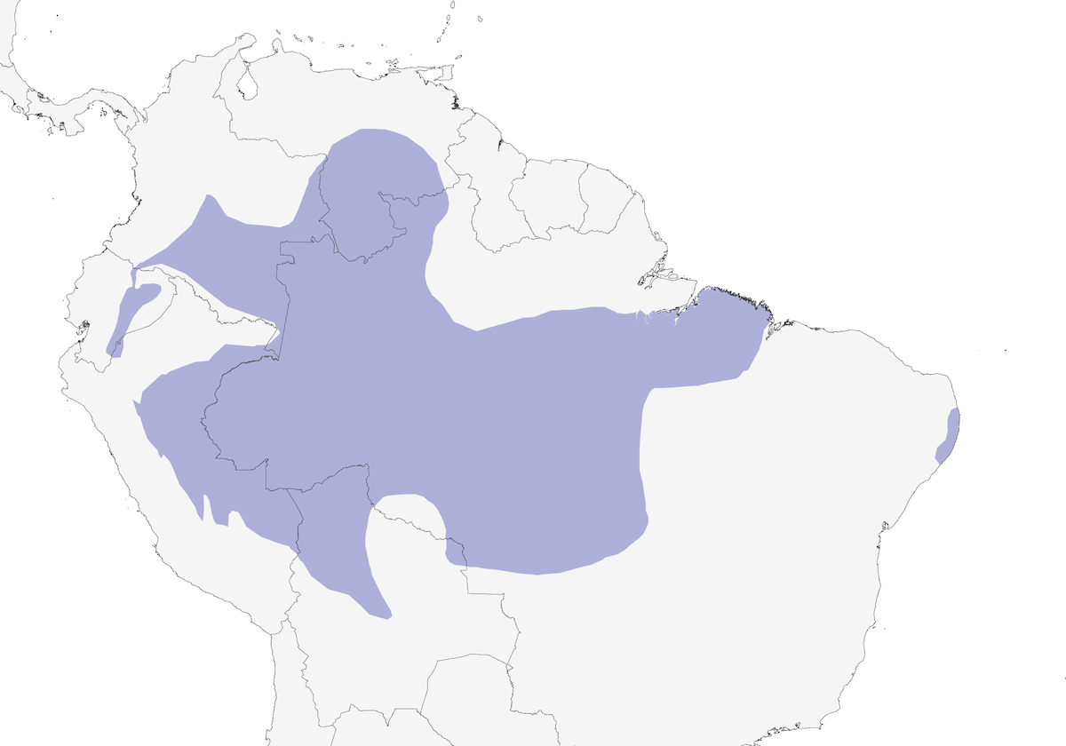 Batara à épaulettes blanches, Distribution 1