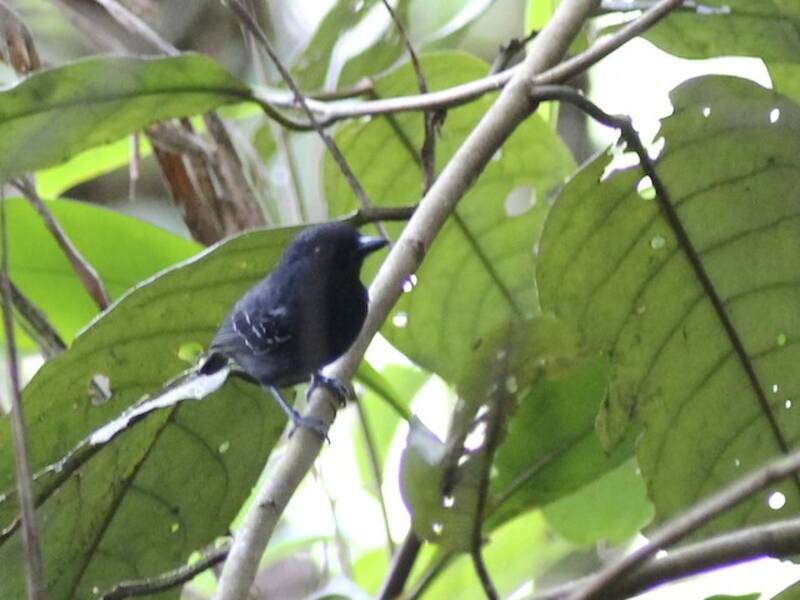 White-streaked Antvireo, Photos 3