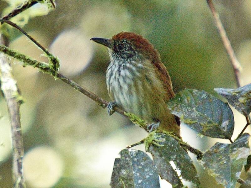 White-streaked Antvireo, Dysithamnus leucostictus