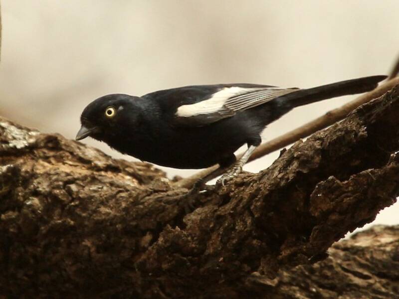 Mésange noire à épaulettes blanches, Photos 3