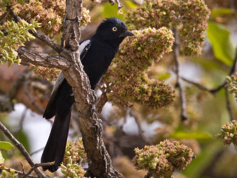 Mésange noire à épaulettes blanches, Photos 4