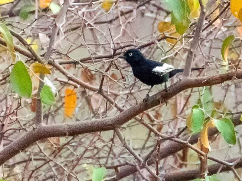 Mésange noire à épaulettes blanches