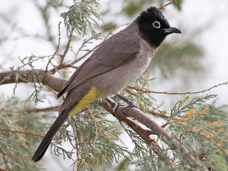 Bulbul aux lunettes blanches, Photos 2
