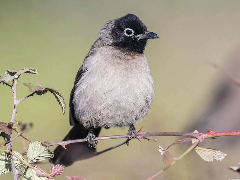 Bulbul aux lunettes blanches, Photos 3
