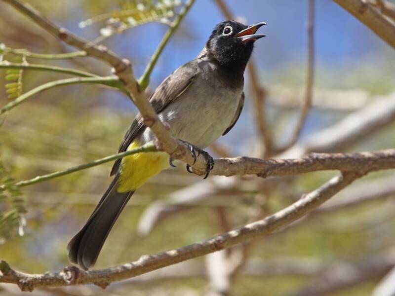 Bulbul aux lunettes blanches, Photos 4