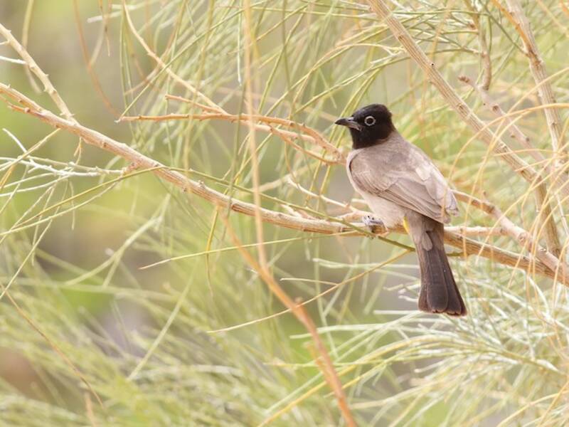 Bulbul aux lunettes blanches