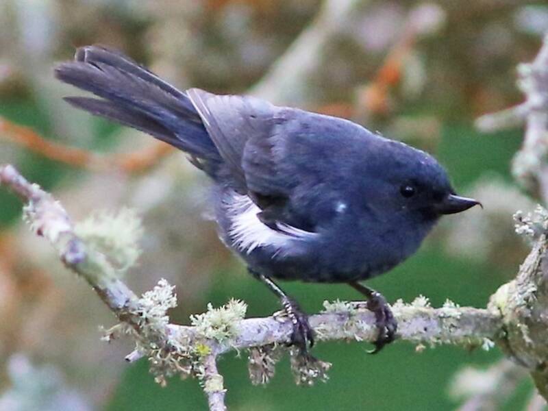 White-sided Flowerpiercer