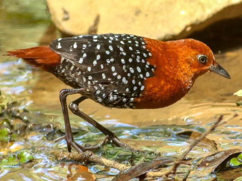 Polluela pintada