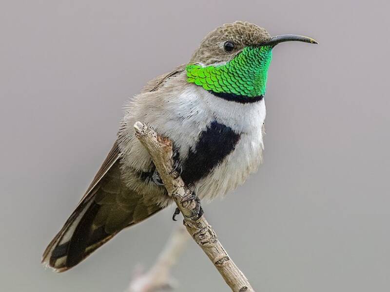 White-sided Hillstar, 照片 4