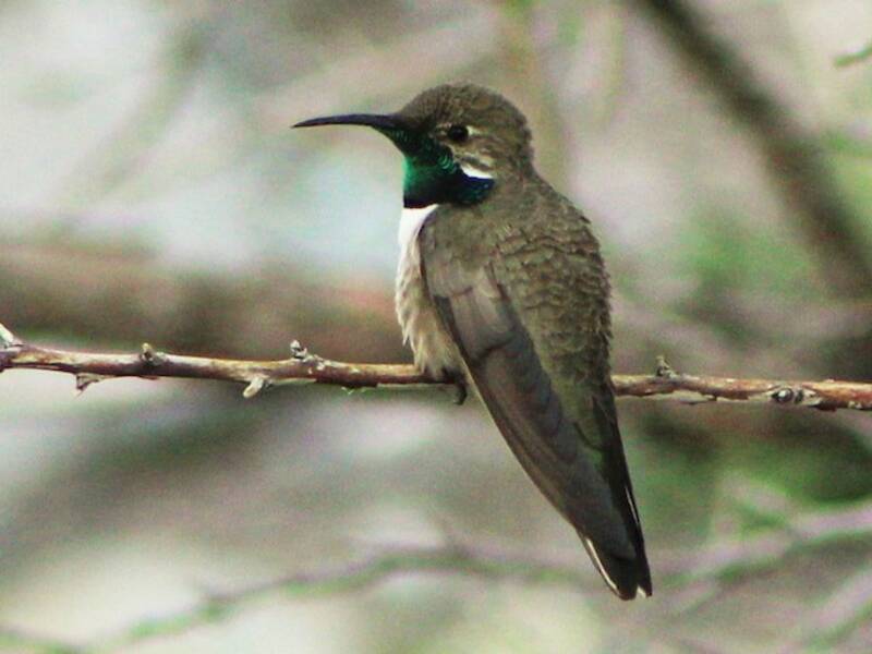 White-sided Hillstar