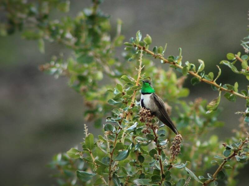 White-sided Hillstar, 照片 3